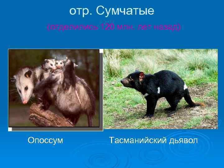 отр. Сумчатые (отделились 120 млн. лет назад) Опоссум Тасманийский дьявол 