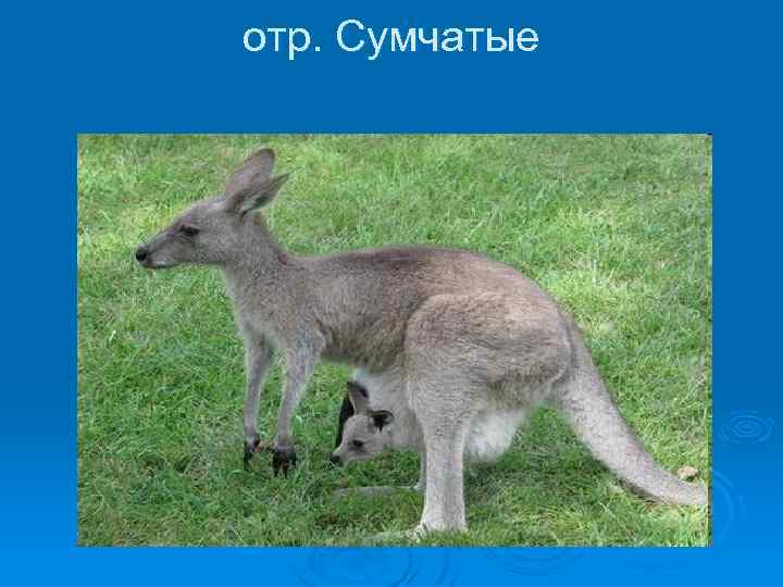 отр. Сумчатые 