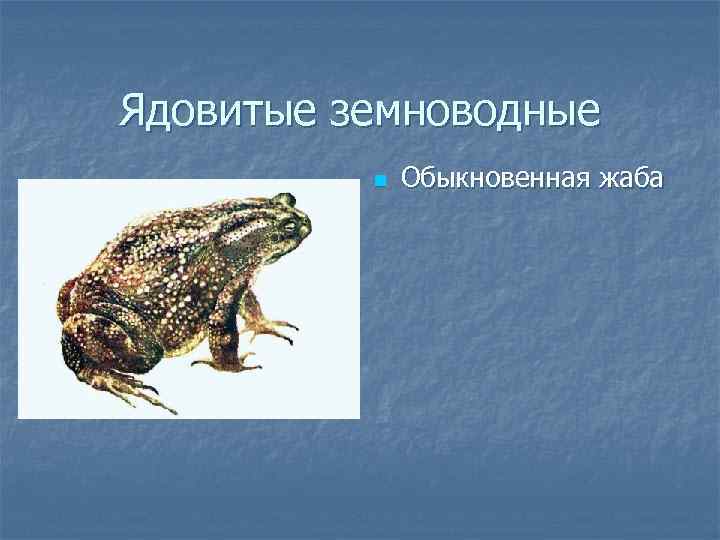 Ядовитые земноводные n Обыкновенная жаба 