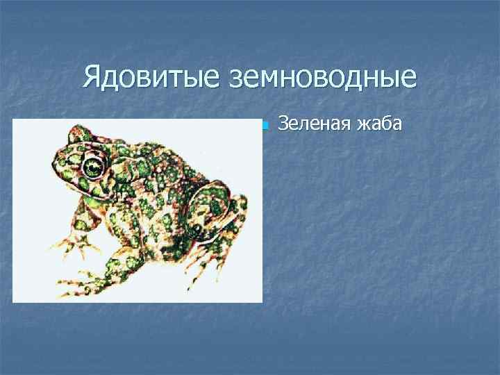 Ядовитые земноводные n Зеленая жаба 