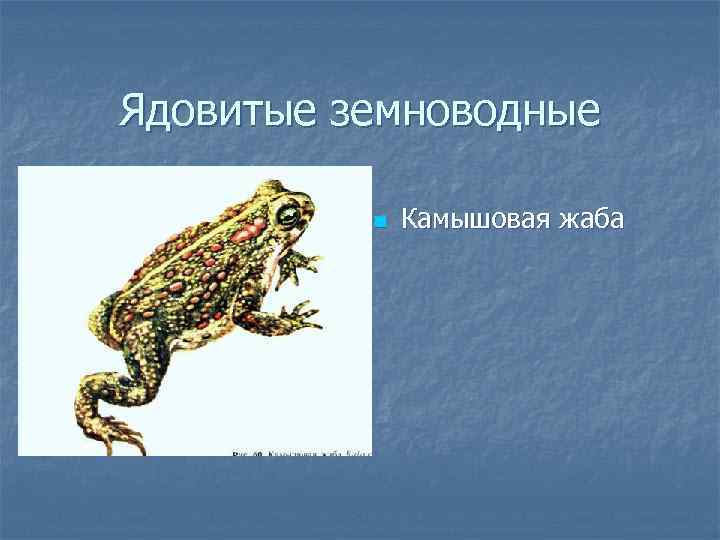 Ядовитые земноводные n Камышовая жаба 