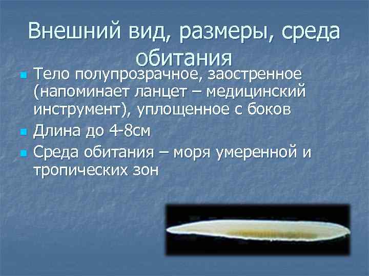 Внешний вид, размеры, среда обитания n n n Тело полупрозрачное, заостренное (напоминает ланцет –