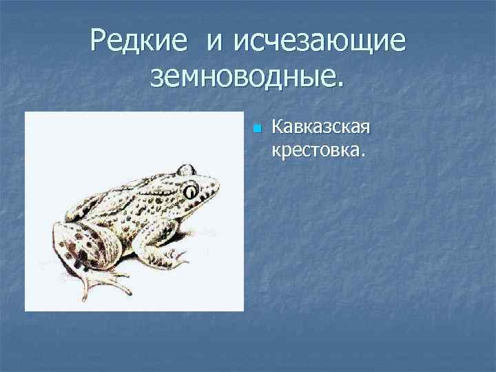 Редкие и исчезающие земноводные. n Кавказская крестовка. 