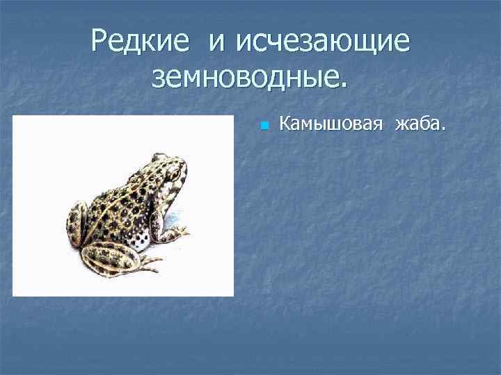 Редкие и исчезающие земноводные. n Камышовая жаба. 