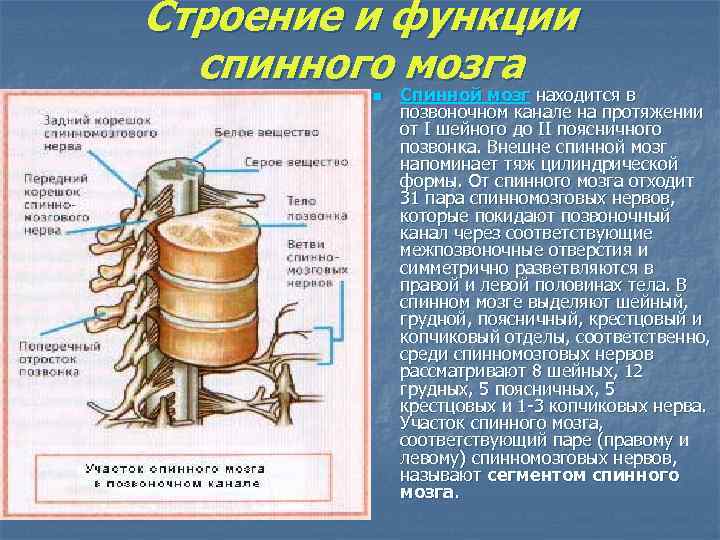 Строение и функции спинного мозга Спинной мозг находится в n Спинной мозг находится в