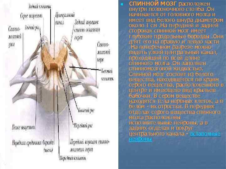 n СПИННОЙ МОЗГ расположен внутри позвоночного столба. Он начинается от головного мозга и имеет