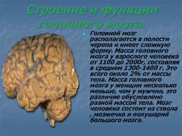 Строение и функции головного мозга. n Головной мозг располагается в полости черепа и имеет