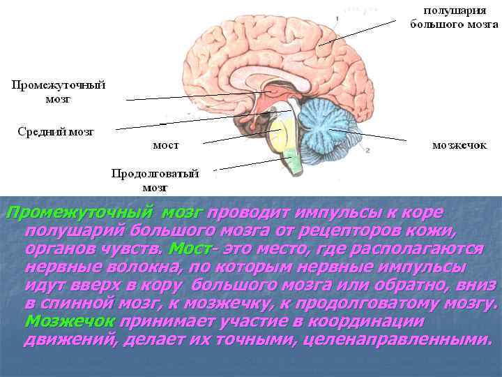 Промежуточный мозг проводит импульсы к коре полушарий большого мозга от рецепторов кожи, органов чувств.