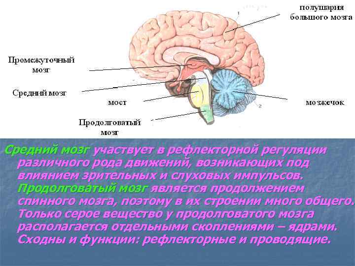 Средний мозг участвует в рефлекторной регуляции различного рода движений, возникающих под влиянием зрительных и