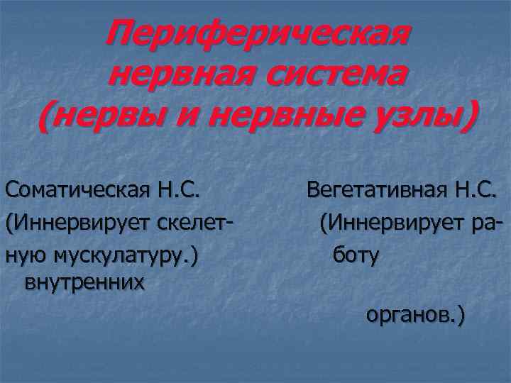 Периферическая нервная система (нервы и нервные узлы) Соматическая Н. С. Вегетативная Н. С. (Иннервирует