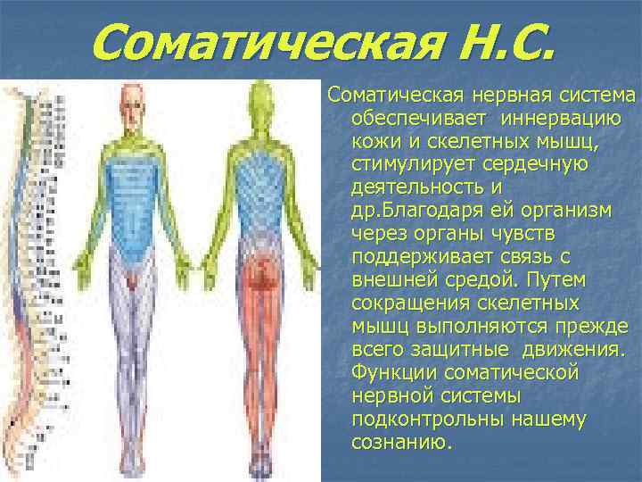 Соматическая Н. С. Соматическая нервная система обеспечивает иннервацию кожи и скелетных мышц, стимулирует сердечную