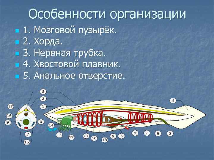 Особенности организации n n n 1. Мозговой пузырёк. 2. Хорда. 3. Нервная трубка. 4.