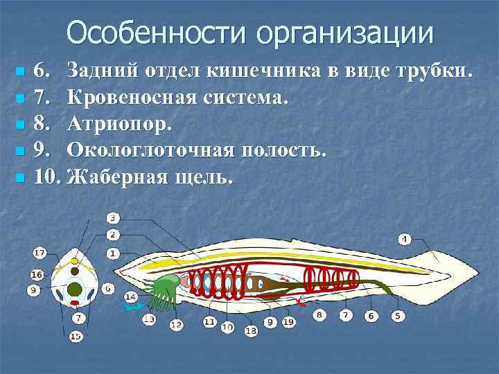 Особенности организации n n n 6. Задний отдел кишечника в виде трубки. 7. Кровеносная