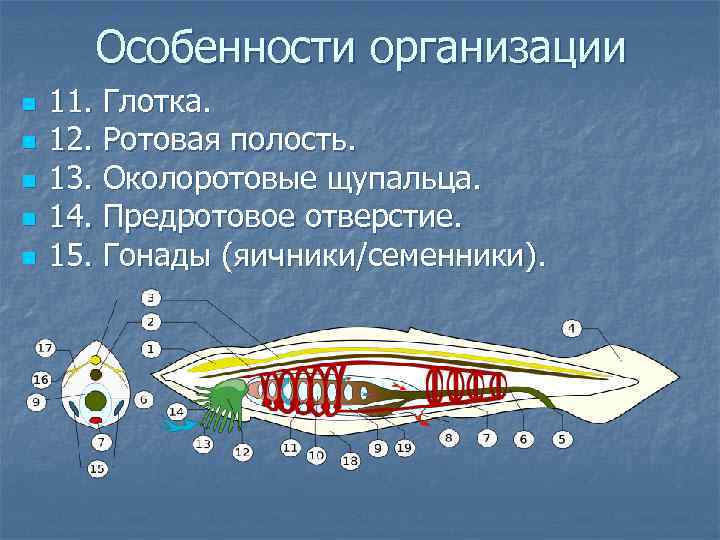 Особенности организации n n n 11. Глотка. 12. Ротовая полость. 13. Околоротовые щупальца. 14.