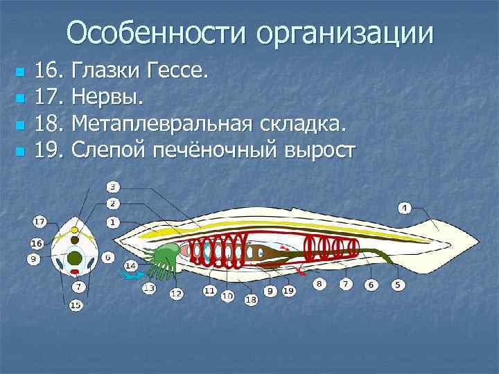 Особенности организации n n 16. Глазки Гессе. 17. Нервы. 18. Метаплевральная складка. 19. Слепой