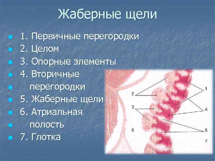 Атриальная полость