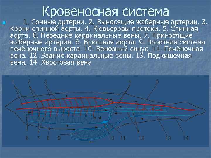 Кровеносная система n 1. Сонные артерии. 2. Выносящие жаберные артерии. 3. Корни спинной аорты.