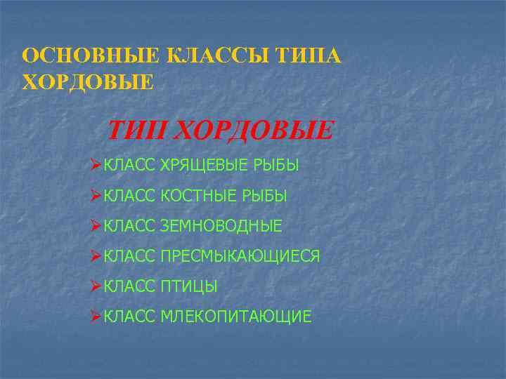 ОСНОВНЫЕ КЛАССЫ ТИПА ХОРДОВЫЕ ТИП ХОРДОВЫЕ ØКЛАСС ХРЯЩЕВЫЕ РЫБЫ ØКЛАСС КОСТНЫЕ РЫБЫ ØКЛАСС ЗЕМНОВОДНЫЕ