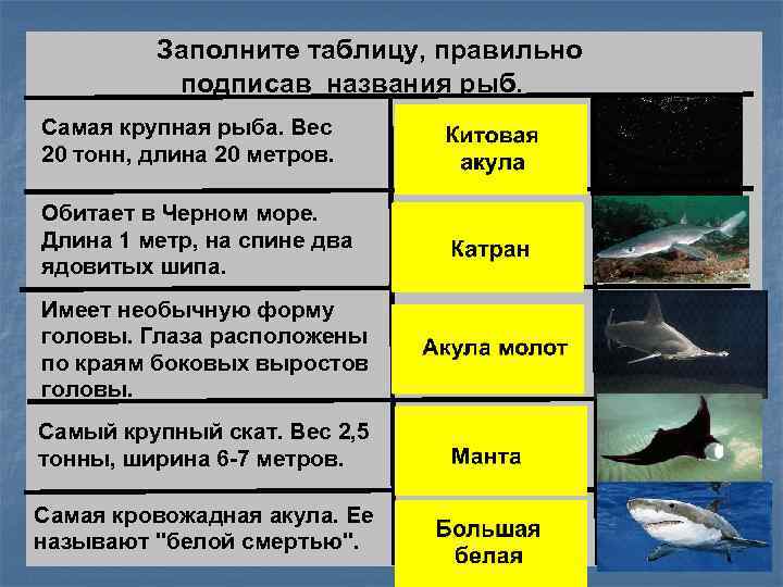 Заполните таблицу, правильно подписав названия рыб. Самая крупная рыба. Вес 20 тонн, длина 20