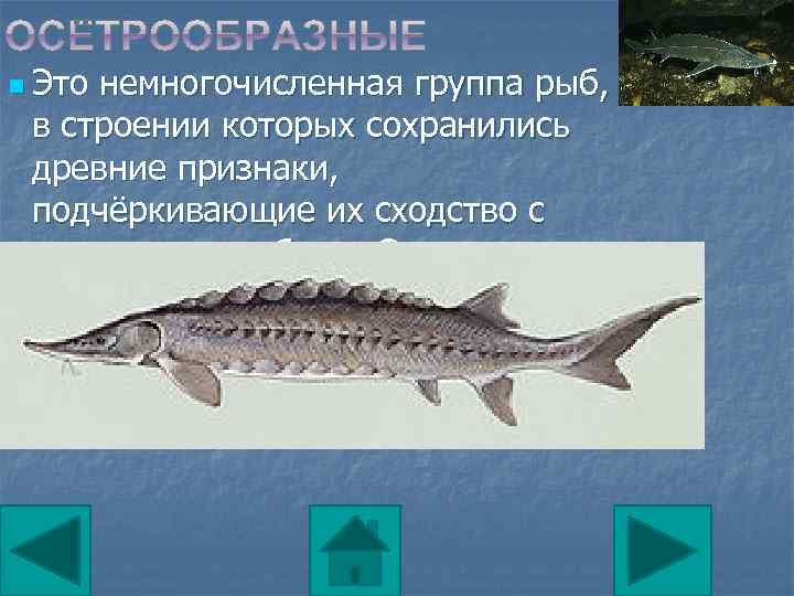Назовите черты строения древней группы рыб. Костные рыбы Осетрообразные. Осетровые Осетрообразные. Осетрообразные древняя группа рыб. Отряд Осетрообразные представители.