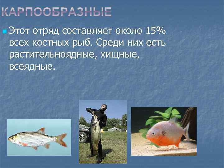 n Этот отряд составляет около 15% всех костных рыб. Среди них есть растительноядные, хищные,