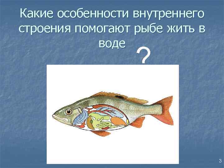 Какие особенности внутреннего строения помогают рыбе жить в воде ? 3 