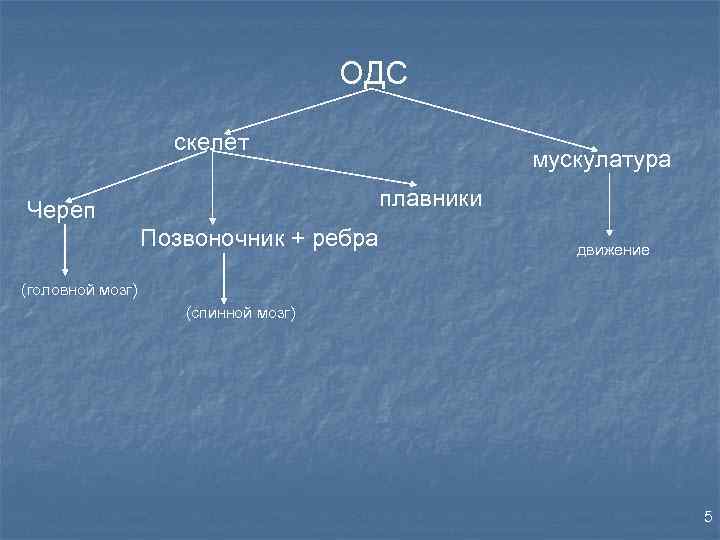 ОДС скелет мускулатура плавники Череп Позвоночник + ребра движение (головной мозг) (спинной мозг) 5