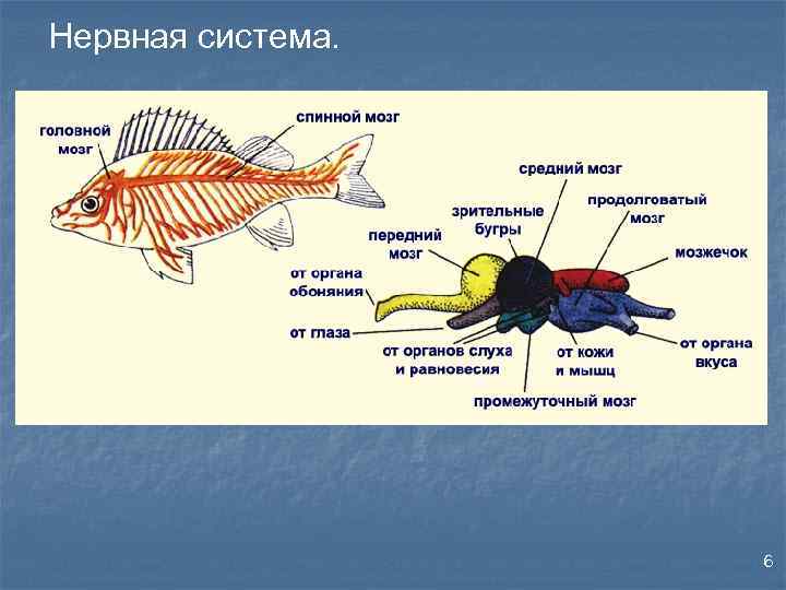 Нервная система. 6 