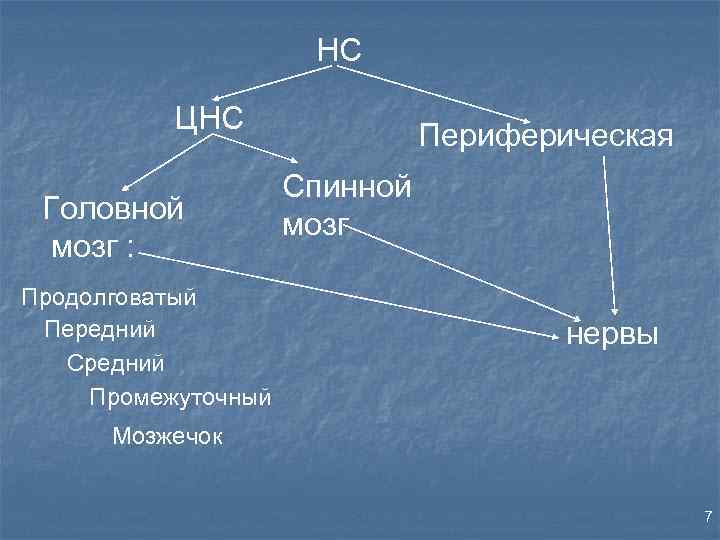 НС ЦНС Головной мозг : Продолговатый Передний Средний Промежуточный Периферическая Спинной мозг нервы Мозжечок