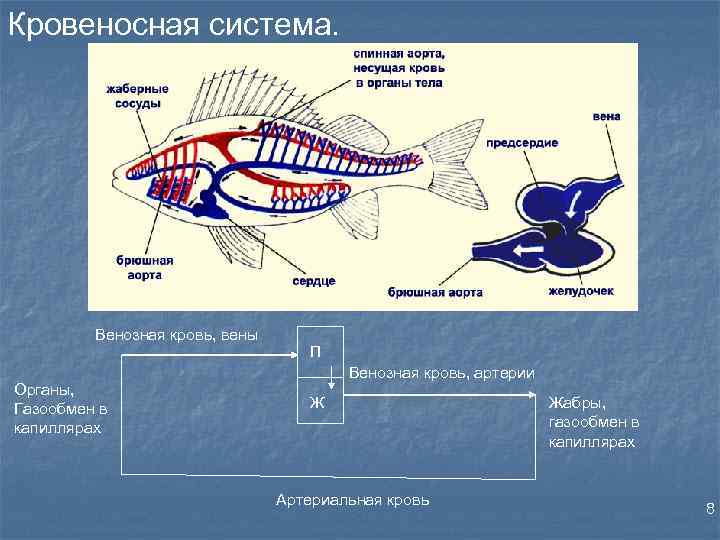 Нервная система рыб. Кровеносная система рыб 7 класс. Рыба строение внутренних органов нервная система.