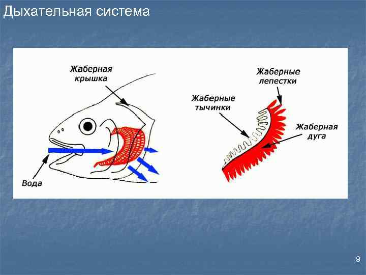 Дыхательная система 9 