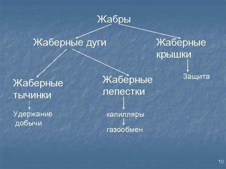 Жабры Жаберные дуги Жаберные тычинки Удержание добычи Жаберные лепестки Жаберные крышки Защита капилляры газообмен