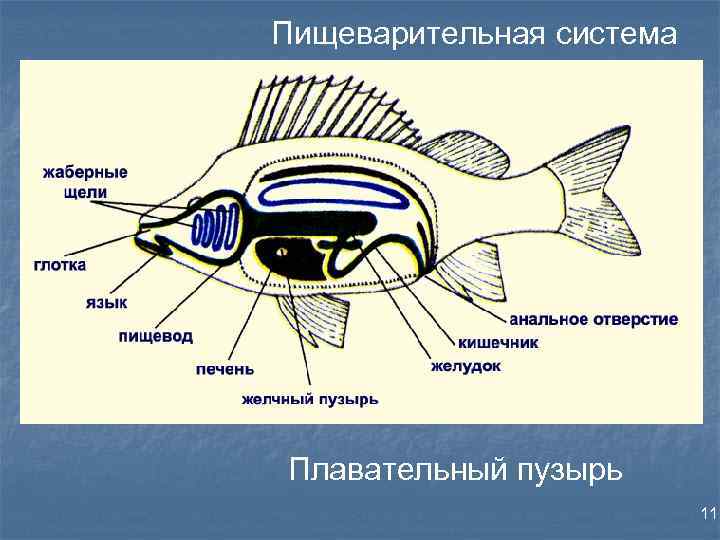 Пищеварительная система Плавательный пузырь 11 