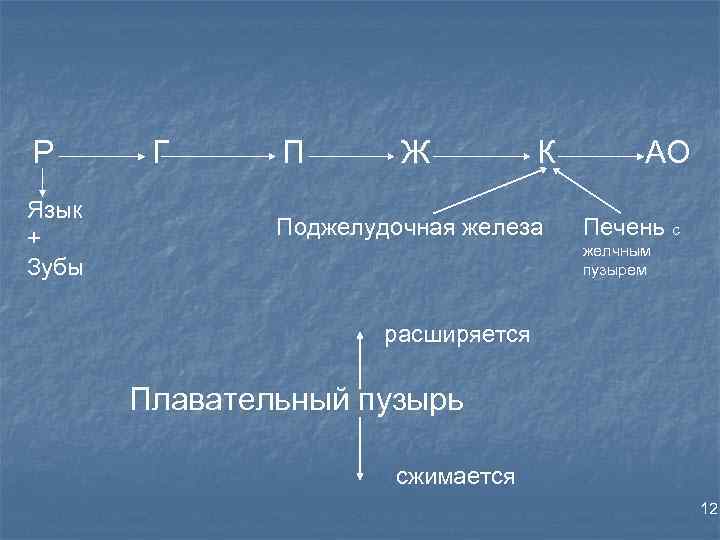 Р Язык + Зубы Г П Ж К Поджелудочная железа АО Печень с желчным