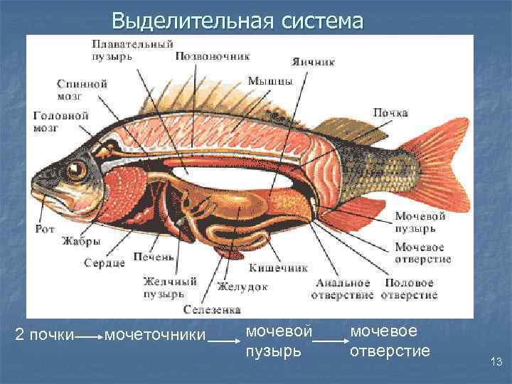 Выделительная система 2 почки мочеточники мочевой пузырь мочевое отверстие 13 