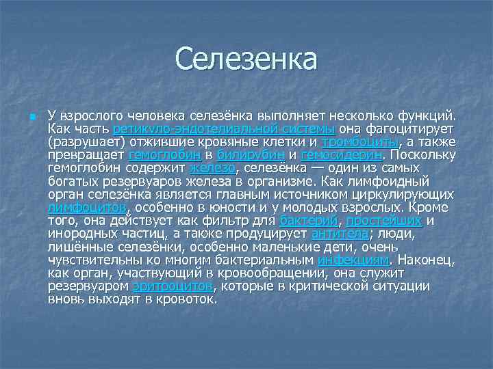 Селезенка n У взрослого человека селезёнка выполняет несколько функций. Как часть ретикуло-эндотелиальной системы она