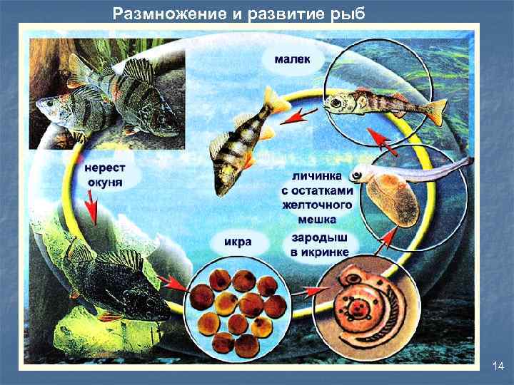 Размножение и развитие рыб 14 