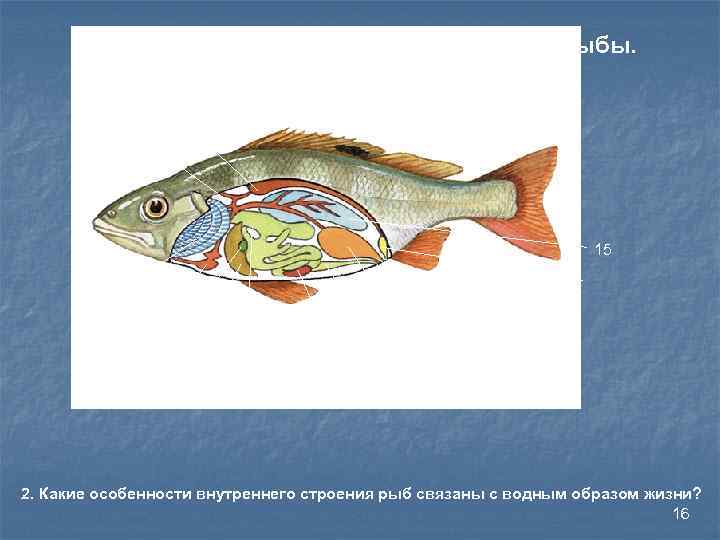 Тест по теме рыбы биология 7 класс. Внутреннее строение рыбы. Органы и системы органов рыбы. Рыбы (биология). Внутреннее строение рыбы схема.