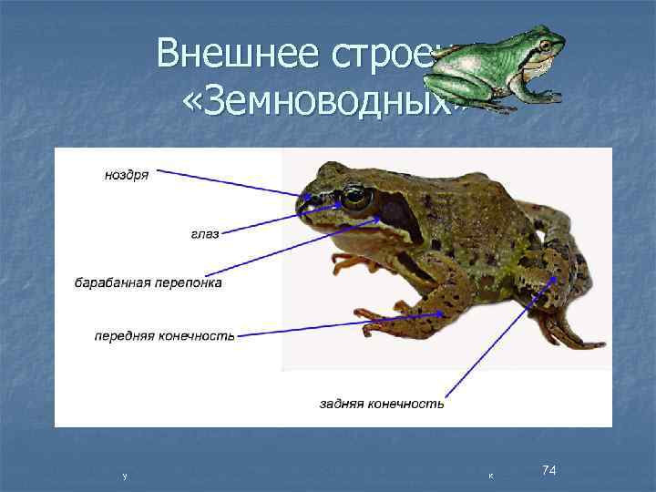 Внешнее строение «Земноводных» у к 74 