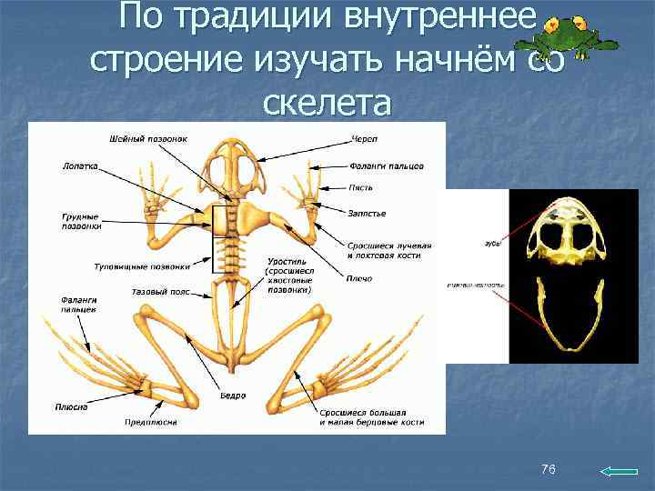 По традиции внутреннее строение изучать начнём со скелета 76 