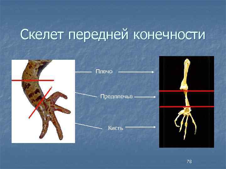 Скелет передней конечности Плечо Предплечье Кисть 78 