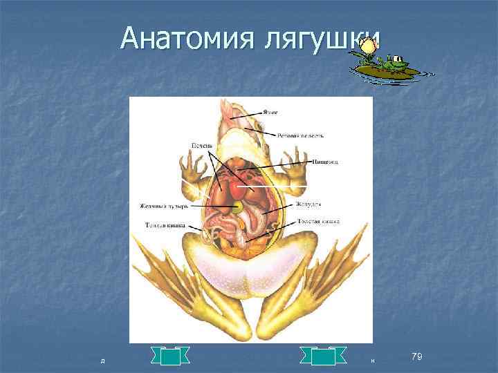 Анатомия лягушки Лёгкие Сердце д н 79 