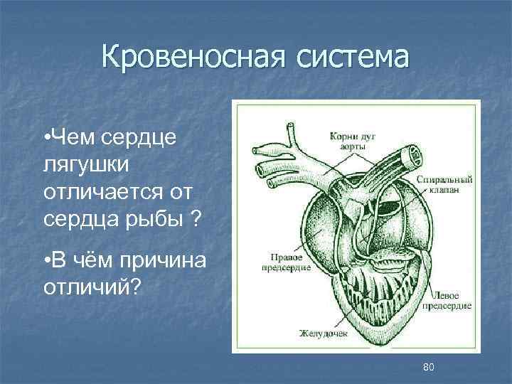 Кровеносная система • Чем сердце лягушки отличается от сердца рыбы ? • В чём