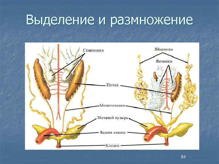 Выделение и размножение 84 