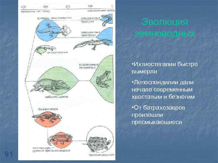 Эволюция земноводных • Ихтиостегалии быстро вымерли • Лепоспондилии дали начало современным хвостатым и безногим