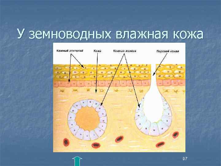 У земноводных влажная кожа 97 