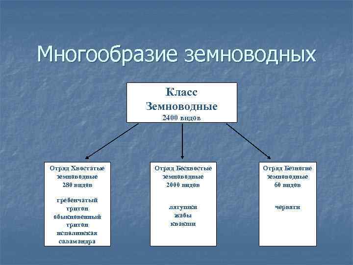  Многообразие земноводных Класс Земноводные 2400 видов Отряд Хвостатые земноводные 280 видов гребенчатый тритон