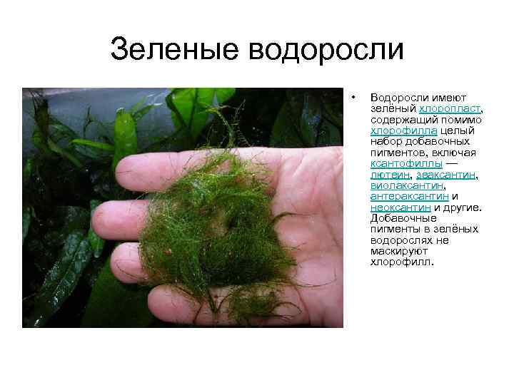 Водоросли имеют семена. Пигменты динофитовых водорослей хлорофилл. Пигменты зеленых водорослей.