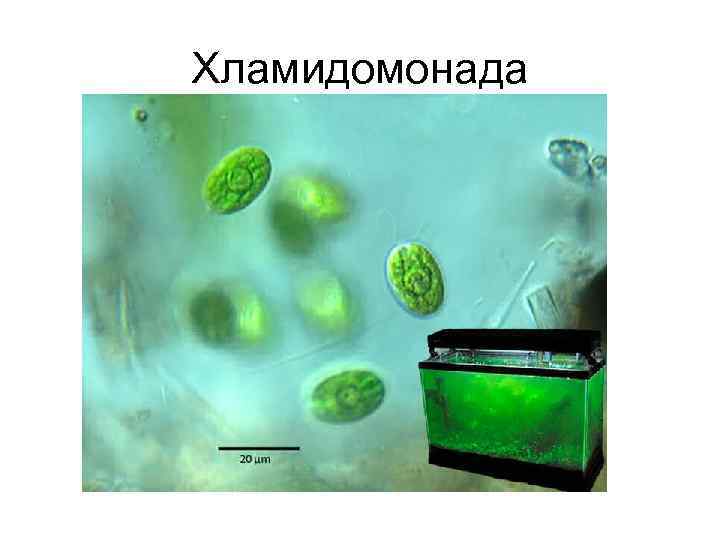 Хламидомонады группа. Таксисы хламидомонады. Хламидомонада Надцарство. Хламидомонада движение.