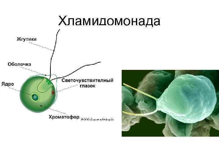 Хламидомонада 